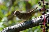 photos of Bird Feeders Louisville