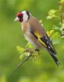 Do Caged Bird Feeders Work Do Caged Bird Feeders Work