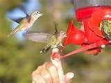 pictures of Bird Feeder Faq pictures of Bird Feeder Faq
