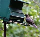 Do Caged Bird Feeders Work photos