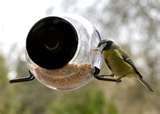 Window Bird Feeder Uk pictures