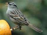pictures of Bird Feeders Louisville pictures of Bird Feeders Louisville