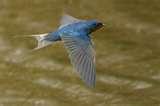 pictures of Bird Feeders Argentina