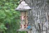 Do Caged Bird Feeders Work Do Caged Bird Feeders Work
