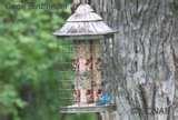 Do Caged Bird Feeders Work