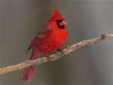 Bird Feeders Ebay Canada pictures Bird Feeders Ebay Canada pictures