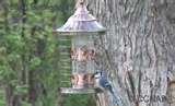 Do Caged Bird Feeders Work images Do Caged Bird Feeders Work images