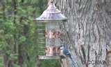 Do Caged Bird Feeders Work images