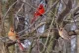 photos of Bird Feeders Louisville