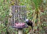 Bird Feeder Good photos Bird Feeder Good photos