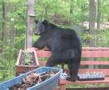 Bird Feeder Good Bird Feeder Good