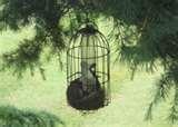 Bird Feeder Basics photos Bird Feeder Basics photos