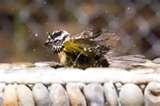 photos of Bird Feeder Advantages photos of Bird Feeder Advantages