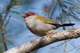 Bird Feeders Vic pictures Bird Feeders Vic pictures