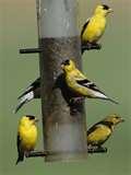 Bird Feeder Mobile images