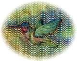 Bird Seed Ornament pictures Bird Seed Ornament pictures