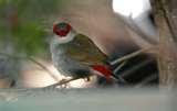 photos of Bird Feeders Vic photos of Bird Feeders Vic