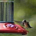 photos of Bird Feeder Basics