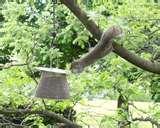 Bird Feeder Squirrel Proof Reviews pictures Bird Feeder Squirrel Proof Reviews pictures