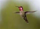 photos of Humming Bird Feeders Cleaning