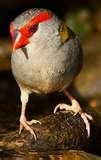 images of Bird Feeders Vic images of Bird Feeders Vic