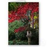 Bird Feeder Advantages Bird Feeder Advantages