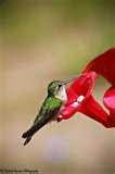 pictures of Humming Bird Feeder Syrup