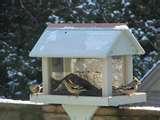 What Bird Feeders Do Birds Like images