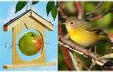 Bird Feeders Apple Shaped photos Bird Feeders Apple Shaped photos