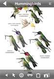 pictures of Bird Feeder Uae pictures of Bird Feeder Uae
