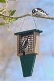 Bird Feeders Hd images Bird Feeders Hd images