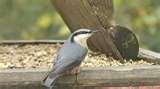 What Bird Feeders Do Birds Like images
