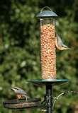 Bird Feeders Building images