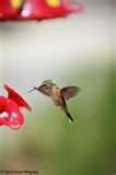 photos of Humming Bird Feeder Syrup photos of Humming Bird Feeder Syrup