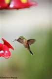 photos of Humming Bird Feeder Syrup