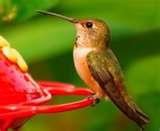 pictures of Humming Bird Feeder Syrup pictures of Humming Bird Feeder Syrup