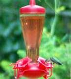 images of Humming Bird Feeder Syrup