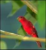Bird Feeders No Birds images Bird Feeders No Birds images