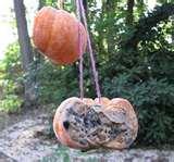 Bird Feeder Ecology photos Bird Feeder Ecology photos