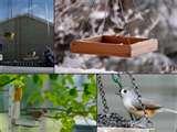 images of Bird Feeders No Birds images of Bird Feeders No Birds