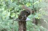photos of Bird Feeder Types Hopper photos of Bird Feeder Types Hopper