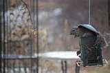 photos of Bird Feeder Anti Squirrel photos of Bird Feeder Anti Squirrel