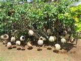 Bird Feeders Video pictures Bird Feeders Video pictures