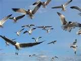 pictures of Bird Feeders No Birds pictures of Bird Feeders No Birds