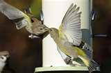pictures of Bird Feeder Hygiene pictures of Bird Feeder Hygiene