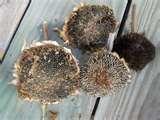Bird Feeders Arts And Crafts photos Bird Feeders Arts And Crafts photos