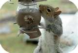 photos of Replacement Bird Feeder Cups photos of Replacement Bird Feeder Cups