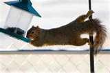 Bird Feeder Anti Squirrel Bird Feeder Anti Squirrel
