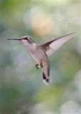 Humming Bird Feeder Syrup images Humming Bird Feeder Syrup images