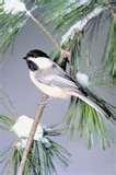 photos of Bird Feeders No Birds photos of Bird Feeders No Birds